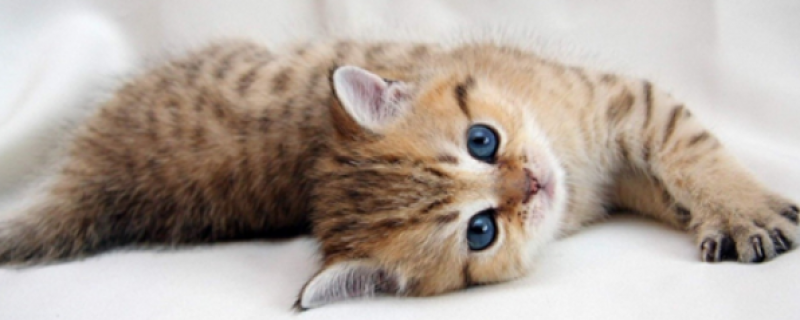 一天忘了给猫吃东西