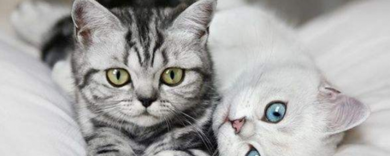 两只公猫打架怎么办