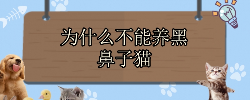 为什么不能养黑鼻子猫