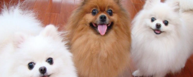 2个月博美一次喂几颗