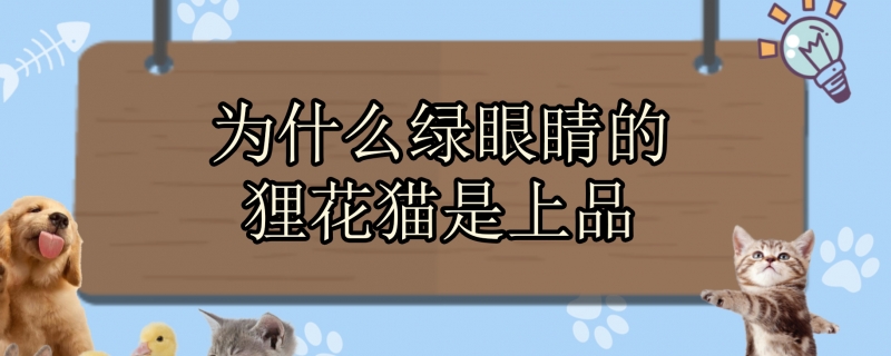 为什么绿眼睛的狸花猫是上品