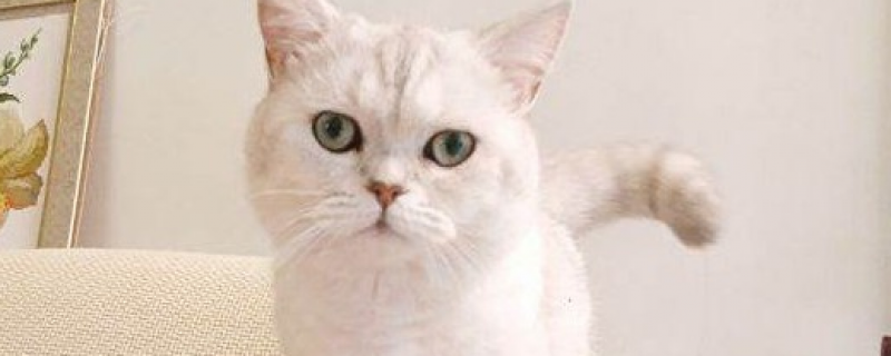 不小心把猫牙打掉了