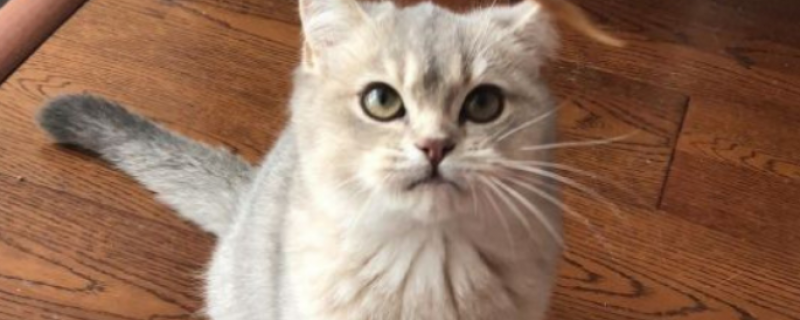 公猫做绝育的好处和坏处