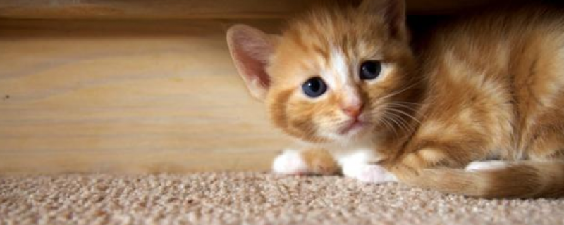 10天小猫没妈妈怎么养