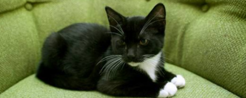 公猫为什么突然乱拉屎