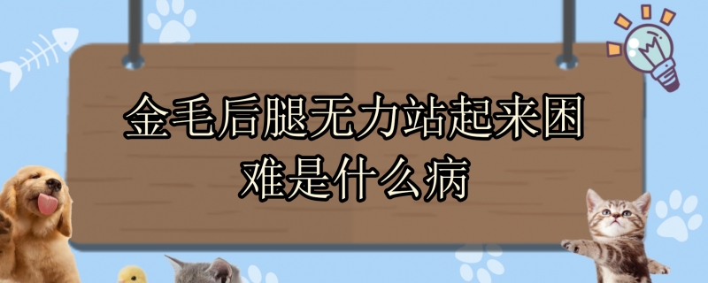 金毛后腿无力站起来困难是什么病