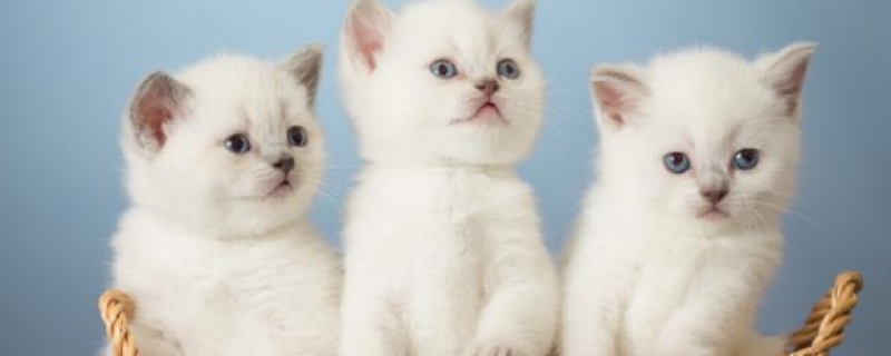 两只公猫可以一起养吗