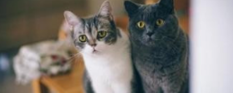 公猫几个月长出小蛋蛋