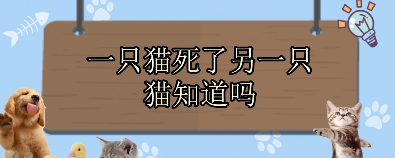 一只猫死了另一只猫知道吗