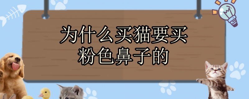 为什么买猫要买粉色鼻子的