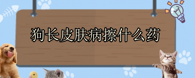 狗长皮肤病擦什么药