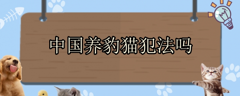 中国养豹猫犯法吗