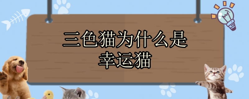三色猫为什么是幸运猫