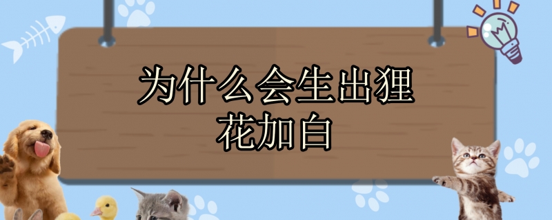 为什么会生出狸花加白