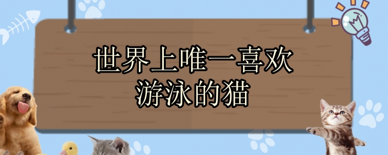 世界上唯一喜欢游泳的猫