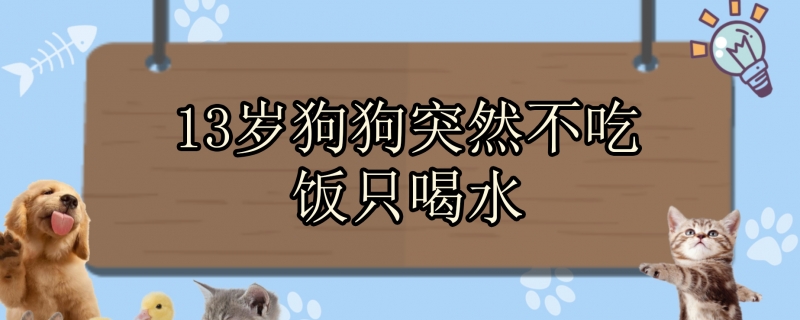13岁狗狗突然不吃饭只喝水