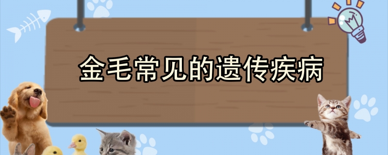 金毛常见的遗传疾病