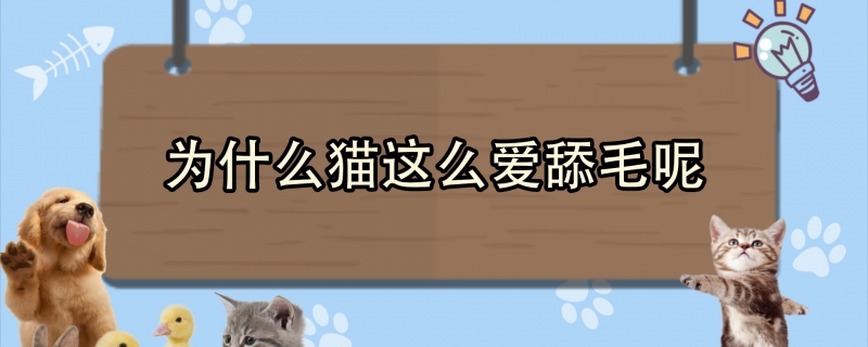 为什么猫这么爱舔毛呢