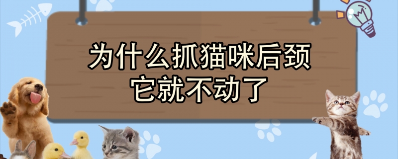 为什么抓猫咪后颈它就不动了
