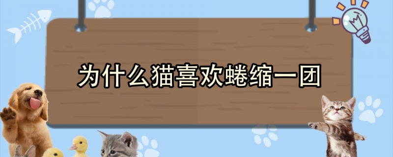 为什么猫喜欢蜷缩一团