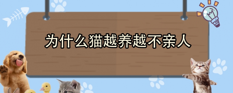 为什么猫越养越不亲人
