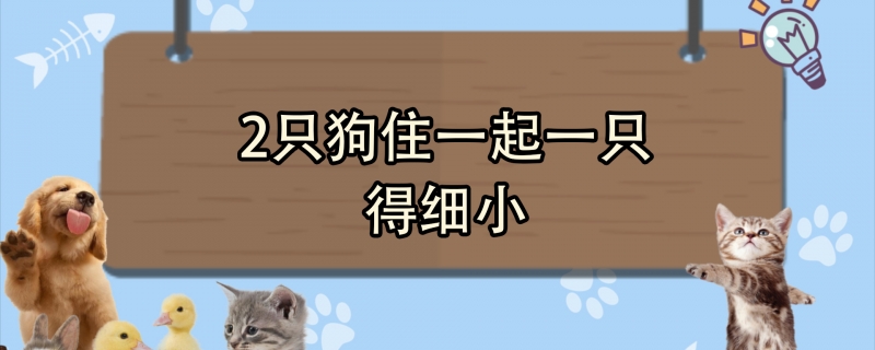 2只狗住一起一只得细小