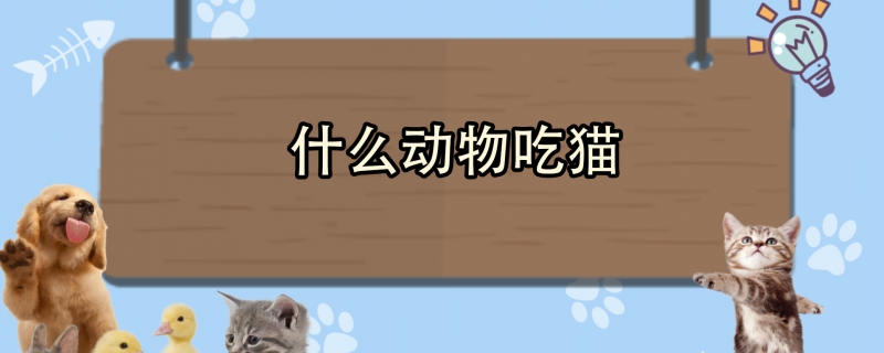 什么动物吃猫