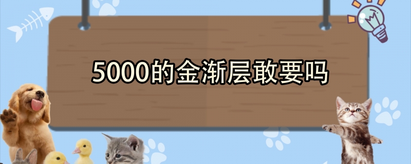 5000的金渐层敢要吗