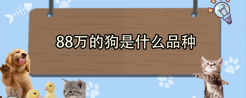 88万的狗是什么品种