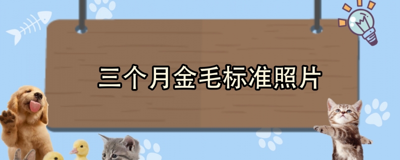 三个月金毛标准照片