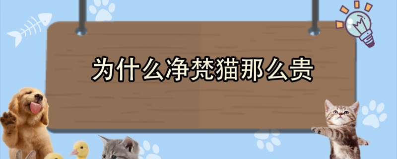 为什么净梵猫那么贵