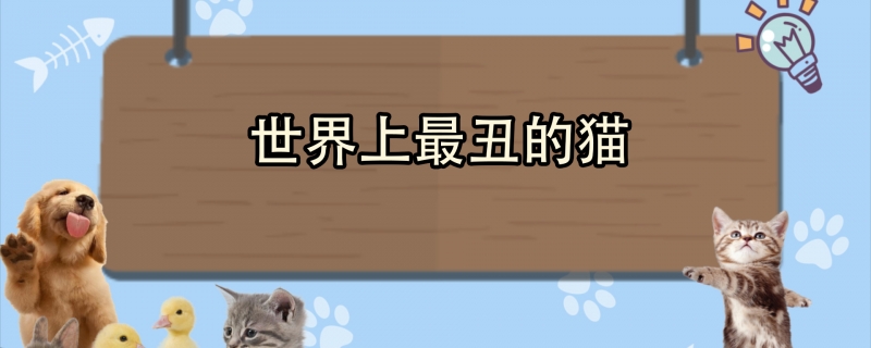 世界上最丑的猫