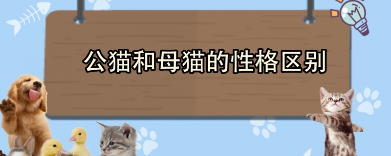 公猫和母猫的性格区别