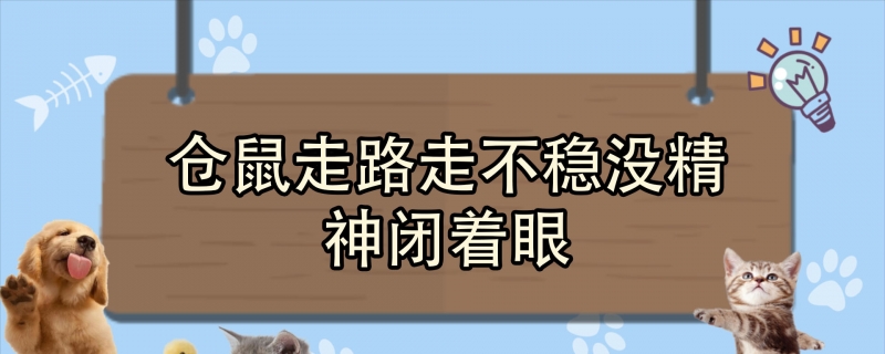 仓鼠走路走不稳没精神闭着眼
