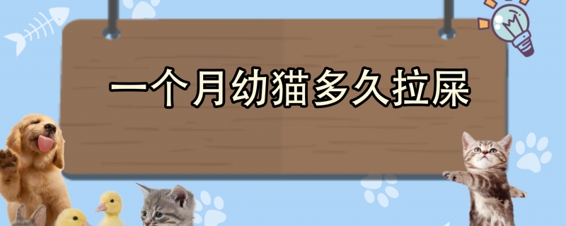 一个月幼猫多久拉屎