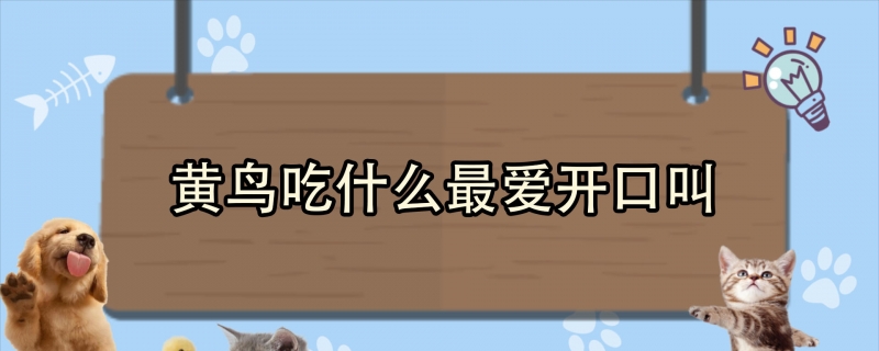 黄鸟吃什么最爱开口叫
