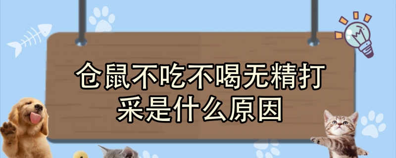 仓鼠不吃不喝无精打采是什么原因