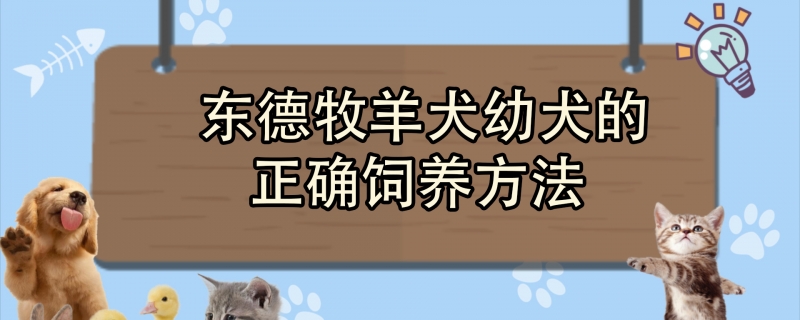 东德牧羊犬幼犬的正确饲养方法