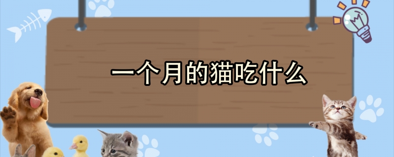 一个月的猫吃什么