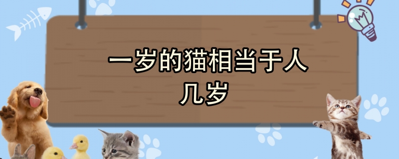 一岁的猫相当于人几岁
