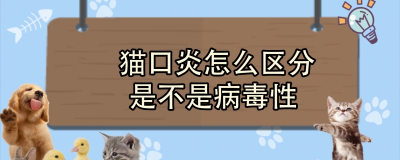 猫口炎怎么区分是不是病毒性