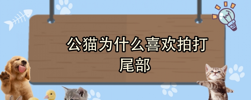 公猫为什么喜欢拍打尾部