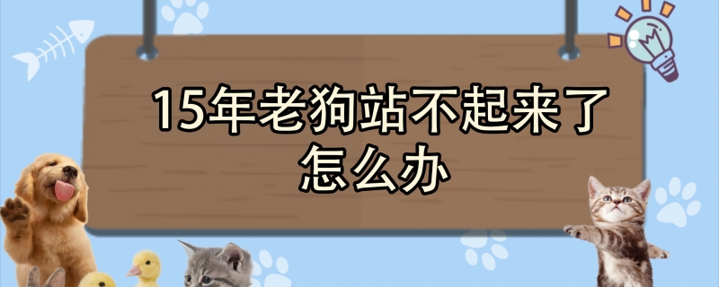 15年老狗站不起来了怎么办