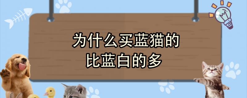 为什么买蓝猫的比蓝白的多