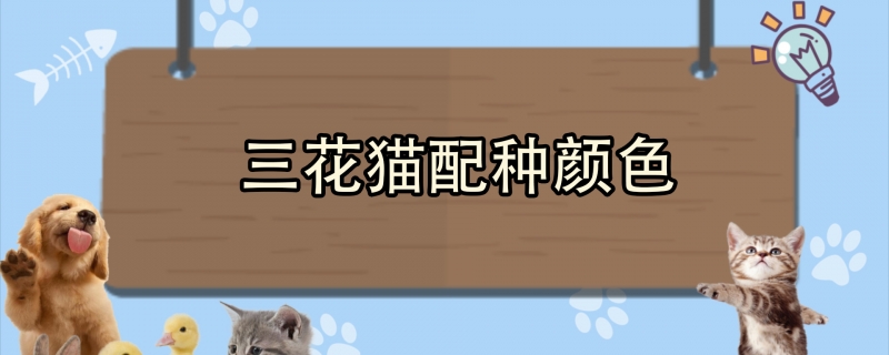 三花猫配种颜色