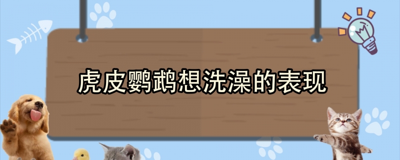 虎皮鹦鹉想洗澡的表现