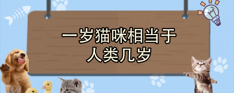 一岁猫咪相当于人类几岁