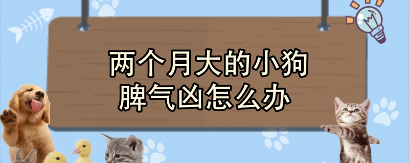 两个月大的小狗脾气凶怎么办