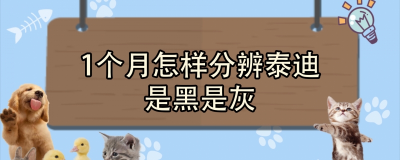 1个月怎样分辨泰迪是黑是灰
