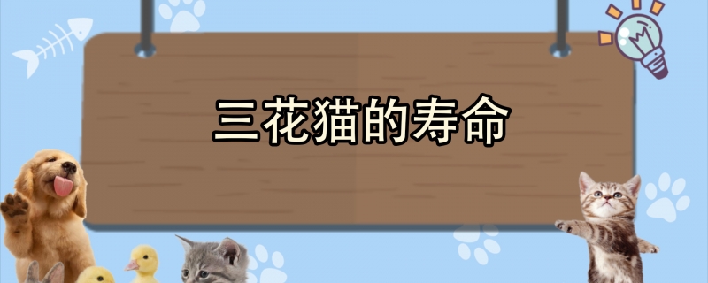 三花猫的寿命